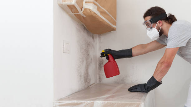 Professional Basement Mold Remediation technician working in Issue, MD